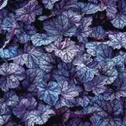 ‘Persian Carpet’ develops into shades of purple, silver, and grey.  Heuchera ‘Persian Carpet’ added by Shoot)
