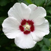 'Rose of Sharon' is a mid-sized, upright, deciduous shrub with lobed, dark-green leaves. In late summer and autumn it bears single, pure white flowers with deep-red centres. Hibiscus syriacus added by Shoot)
