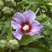 'Meehanii' is a large, deciduous shrub with dark-green leaves margined with creamy-white.  It bears single, mauve flowers with maroon centres from late summer to autumn. Hibiscus syriacus 'Meehanii' added by Shoot)
