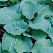 'Blue Angel' is a perennial with a large, clump-forming habit. It has blue-grey, ovate leaves with wavy edges.  In summer it bears white flowers on erect stems.
 Hosta 'Blue Angel' added by Shoot)