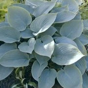 'Blue Cadet' is a perennial with a compact, clump-forming habit. It has blue-grey, ovate leaves and pale-purple flowers on erect stems in summer. Hosta 'Blue Cadet' added by Shoot)
