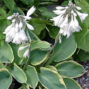 'Frances Williams' has heart-shaped, puckered and veined grey-green leaves with wide yellow-green edges. Pale lilac flowers form in compact racemes. Hosta 'Frances Williams' (v) added by Shoot)