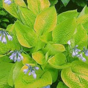 'Zounds' is a clump-forming perennial with heavily textured, brilliant gold, corrugated foliage and pale purple flower spikes. Hosta 'Zounds' added by Shoot)