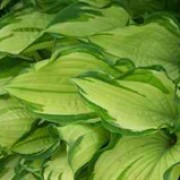 var. albopicta is a perennial with a compact, clump-forming habit.  Its heart-shaped leaves are creamy-yellow margined with dark-green.  In summer it bears mauve flowers on erect leafy stems. Hosta fortunei var. albopicta added by Shoot)