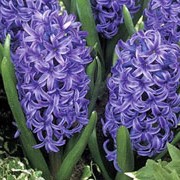 Hyacinthus orientalis 'Blue Jacket' added by Shoot)