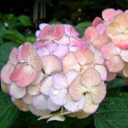 'Preziosa' is a mid-sized, deciduous shrub with bronze young leaves which turn deep-red in autumn.  In late summer and early autumn it bears rounded clusters of rose-pink flowers which become reddish-purple with age. Hydrangea 'Preziosa' added by Shoot)