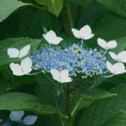 'Blue Wave' is a deciduous shrub with broad, wrinkled leaves and lacey flower heads (deep blue in acid soil and pink in alkaline soil) in summer. Hydrangea macrophylla 'Blue Wave' added by Shoot)