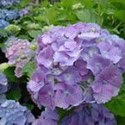 'Europa' is a small, bushy, deciduous shrub with broadly ovate, dark-green leaves.  In summer it bears clusters of large, deep-pink flowers (or blue flowers in acid soils). Hydrangea macrophylla 'Europa' added by Shoot)