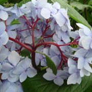 'Nigra' is a small deciduous shrub with distinctive purple-black stems and dark-green ovate leaves.  In summer it bears rose-pink (or bluish in acid soils) flowers in rounded flower-heads. Hydrangea macrophylla 'Nigra' added by Shoot)