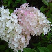 'Grandiflora' is a large, deciduous shrub with ovate dark-green leaves that turn yellow in autumn.  From late summer to autumn it bears broad panicles of creamy-white florets which become pink-tinged with age. Hydrangea paniculata 'Grandiflora' added by Shoot)