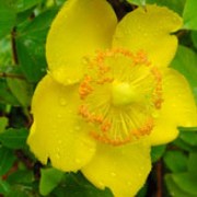 'Hidcote' is a small, bushy, semi-evergreen shrub with narrowly ovate, dark-green leaves.  In summer and autumn it  bears saucer-shaped, bright-yellow flowers with orange anthers. Hypericum 'Hidcote' added by Shoot)