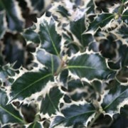 'Silver Queen' is a dense, small, evergreen tree or shrub with purple young shoots.  Its dark-green leaves are pink-tinged when young and are spiny with a broad cream margin when mature.   In spring it bears small, white flowers. Ilex aquifolium 'Silver Queen' added by Shoot)