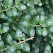 'Convexa' is a small, bushy evergreen shrub with small, glossy, mid-green, convex leaves.  In spring and summer it bears small, dull white flowers, followed, in autumn, by black berries. Ilex crenata 'Convexa' added by Shoot)