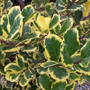 'Golden King' is a small, bushy evergreen tree or shrub with broad ovate, slightly spiny, dark-green leaves margined with bright yellow.  In spring and summer it bears small, dull-white flowers.  In autumn and winter it bears sparse, brownish-red berries. Ilex x altaclerensis 'Golden King' added by Shoot)