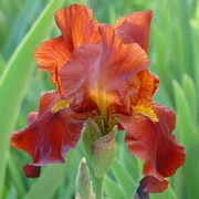 'Sultan's Palace' is hardy, large bulbous perennial with green foliage and rich maroon red flowers in summer. Iris 'Sultan's Palace' added by Shoot)