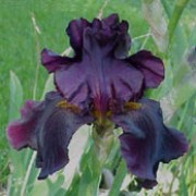 'Superstition' is hardy, large bulbous perennial with green foliage and bold, silky black flowers in summer. Iris 'Superstition' added by Shoot)