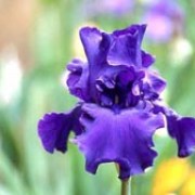 'Titan's Glory' has grey-green foliage and large, fragrant, ruffled, dark-blue bearded flowers in early summer. Iris 'Titan's Glory' added by Shoot)