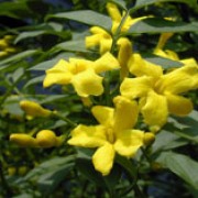 'Revolutum' is a mid-sized, evergreen or semi-evergreen shrub with mid-green leaves.  It bears scented, bright yellow flowers in clusters in late spring and early summer. Jasminum humile 'Revolutum' added by Shoot)