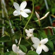 Jasminum officinale added by Shoot)