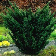 'Blaauw' is a vigorous, mid-sized, evergreen coniferous tree with strongly ascending main branches.  Its scale-like foliage is blue-grey and held in large plume-like sprays. Juniperus chinensis 'Blaauw' added by Shoot)