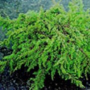 'Green Carpet' is a prostrate, wide-spreading, evergreen coniferous shrub.  Its needle-like foliage is bright green. Juniperus communis 'Green Carpet' added by Shoot)