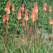 'Alcazar' is an evergreen perennial with stout stems, grey-green leaves, and fat spikes of red to pale-yellow flowers in summer and autumn. Kniphofia 'Alcazar' added by Shoot)