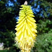 'Brimstone' is an evergreen perennial with stout stems, grassy green leaves, and fat spikes of yellow flowers in summer and autumn. Kniphofia 'Brimstone' added by Shoot)