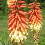K. caulescens is an evergreen perennial with stout stems, grey-green leaves, and fat spikes of coral-red to pale-yellow flowers. Kniphofia caulescens added by Shoot)