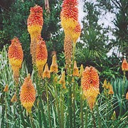 'Nobilis' is a vigorous, clump-forming, evergreen perennial with narrow leaves and tall orange-red flower spikes, fading to yellow towards the base. Kniphofia uvaria 'Nobilis' added by Shoot)