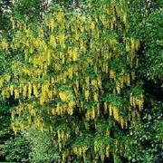 'Pendulum' is a small, deciduous tree and, as its name suggests, has a pendulous habit.  Its leaves are divided into three leaflets and in late spring, bears bright yellow flowers in racemes, followed by green seed pods in autumn. Laburnum alpinum 'Pendulum' added by Shoot)