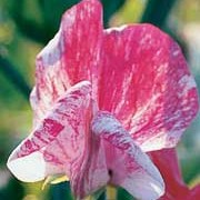 'America' is an annual climber with fragrant white flowers, streaked with deep purplish-red streaks, in summer and autumn. Lathyrus odoratus 'America' added by Shoot)