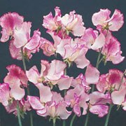'Borderline' is an annual climber with fragrant white flowers, magenta margins and flushed red wings, in summer and autumn.
 Lathyrus odoratus 'Borderline' added by Shoot)