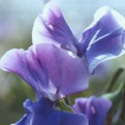 'Noel Sutton' is a vigorous annual that climbs using tendrils.  It has greyish-green leaves and in summer and autumn, bears fragrant, blue-lilac flowers. Lathyrus odoratus 'Noel Sutton' added by Shoot)