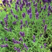 'Hidcote' is an evergreen shrub with dense, narrow, silver-grey leaves and aromatic, deep violet-purple flowers in spikes. Lavandula angustifolia 'Hidcote' added by Shoot)