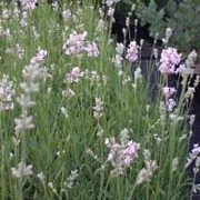 'Loddon Pink' is a compact shrub with narrow grey-green leaves and fragrant, pale pink flowers. Lavandula angustifolia 'Loddon Pink' added by Shoot)