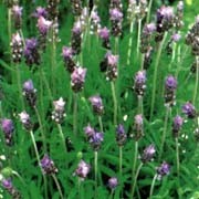 'Royal Crown' is a tender evergreen shrub, with narrow, toothed, dark-green leaves and long-stalks of small purple flowers topped by pale purple bracts. Lavandula dentata 'Royal Crown' added by Shoot)