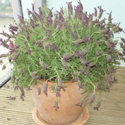 'Gengal' is an upright, evergreen shrub with narrow, grey-green leaves. In summer it bears dense spikes of deep-violet flowers with purple bracts. Lavandula stoechas 'Gengal' added by Shoot)