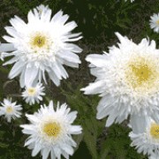 'Wirral Supreme' is an herbaceous perennial with strong stems bearing dark green, glossy leaves and in summer and autumn forms double, white, daisy-like flowers with yellow centre. Leucanthemum x superbum 'Wirral Supreme'  added by Shoot)