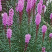 L. spicata is a tall, upright perennial with narrow foliage and purple-pink, fluffy flower spikes in late summer and early autumn. Liatris spicata added by Shoot)