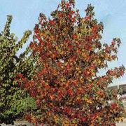 'Worplesdon' has a pyramidal shape and purple leaves turning orange-yellow in autumn. Liquidambar styraciflua 'Worplesdon' added by Shoot)