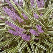 'Variegata' is a clump-forming, evergreen perennial, with narrow, arching, variegated leaves, and spikes of small violet-purple flowers in autumn, followed by black berries. Liriope muscari 'Variegata' added by Shoot)