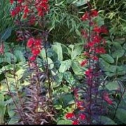 'Queen Victoria' is a short-lived herbaceous perennial with dark red, oblong leaves and racemes of bright scarlet, two-lipped flowers in late summer and autumn. Lobelia 'Queen Victoria' added by Shoot)