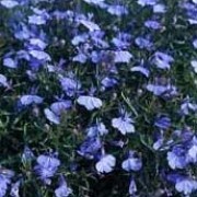 'Cambridge Blue' is a mat-forming plant with narrow foliage and light blue, two-lipped flowers. Lobelia erinus 'Cambridge Blue' added by Shoot)