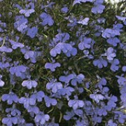 'Crystal Palace' is a low-growing, compact, spreading annual.  It has bronze-tinted, dark-green leaves and in summer and autumn, has a dense covering of vivid, violet-blue flowers. Lobelia erinus 'Crystal Palace' added by Shoot)