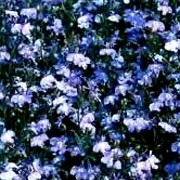 'Regatta Sky Blue' is a low-growing, compact annual. It has dark-green leaves and in summer and autumn, has a dense covering of dark blue flowers with white eyes.
 Lobelia erinus 'Regatta Sky Blue' added by Shoot)