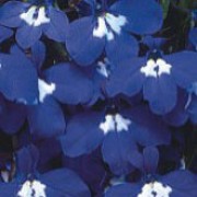 'Riviera Blue Eyes' is a low-growing, compact annual. It has dark-green leaves and in summer and autumn, has a dense covering of vivid, violet-blue flowers with white eyes.
 Lobelia erinus 'Riviera Blue Eyes' added by Shoot)