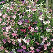 Cascade Series are spreading, trailing, low-growing annuals.  They have small, dark-green leaves and a dense covering of flowers in summer and autumn.  The flowers in the Cascade Series may be blue, violet, mauve, pink, red or white. Lobelia erinus Cascade Series added by Shoot)
