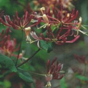 'Donald Waterer' is a vigorous, deciduous climber with dark reddish stems.  It has glaucous, blue-green foliage and in summer and autumn bears clusters of fragrant, tubular white and red flowers, fading to yellow inside.  In autumn it bears orange-red berries. Lonicera etrusca 'Donald Waterer' added by Shoot)