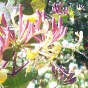 'Superba' is a vigorous climber with grey-green leaves, and clusters of fragrant, tubular creamy yellow flowers. Lonicera etrusca 'Superba' added by Shoot)