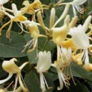 'Graham Thomas' is a large, twining, deciduous climber with oval, dark-green leaves with whitish undersides.  In summer, for a prolonged period, it bears clusters of fragrant, white flowers which turn to buff-yellow.  In autumn it produces red berries.  Lonicera periclymenum 'Graham Thomas' added by Shoot)